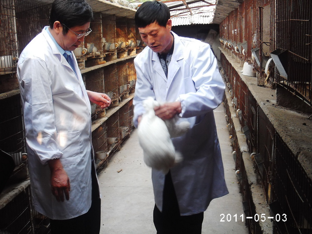 兔產(chǎn)業(yè)體系崗位姜文學來我兔場指導(dǎo)工作